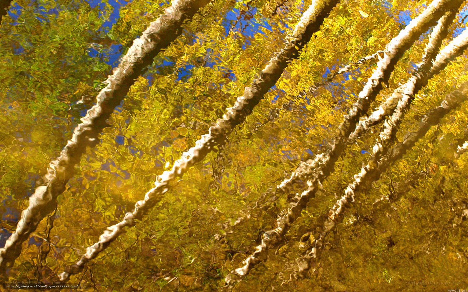 Tree reflections in water