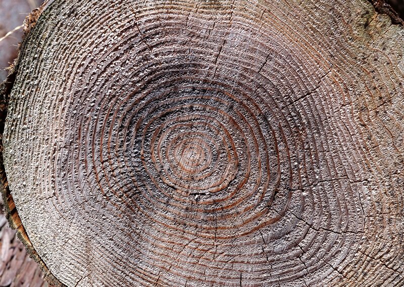 tree ring cross-section