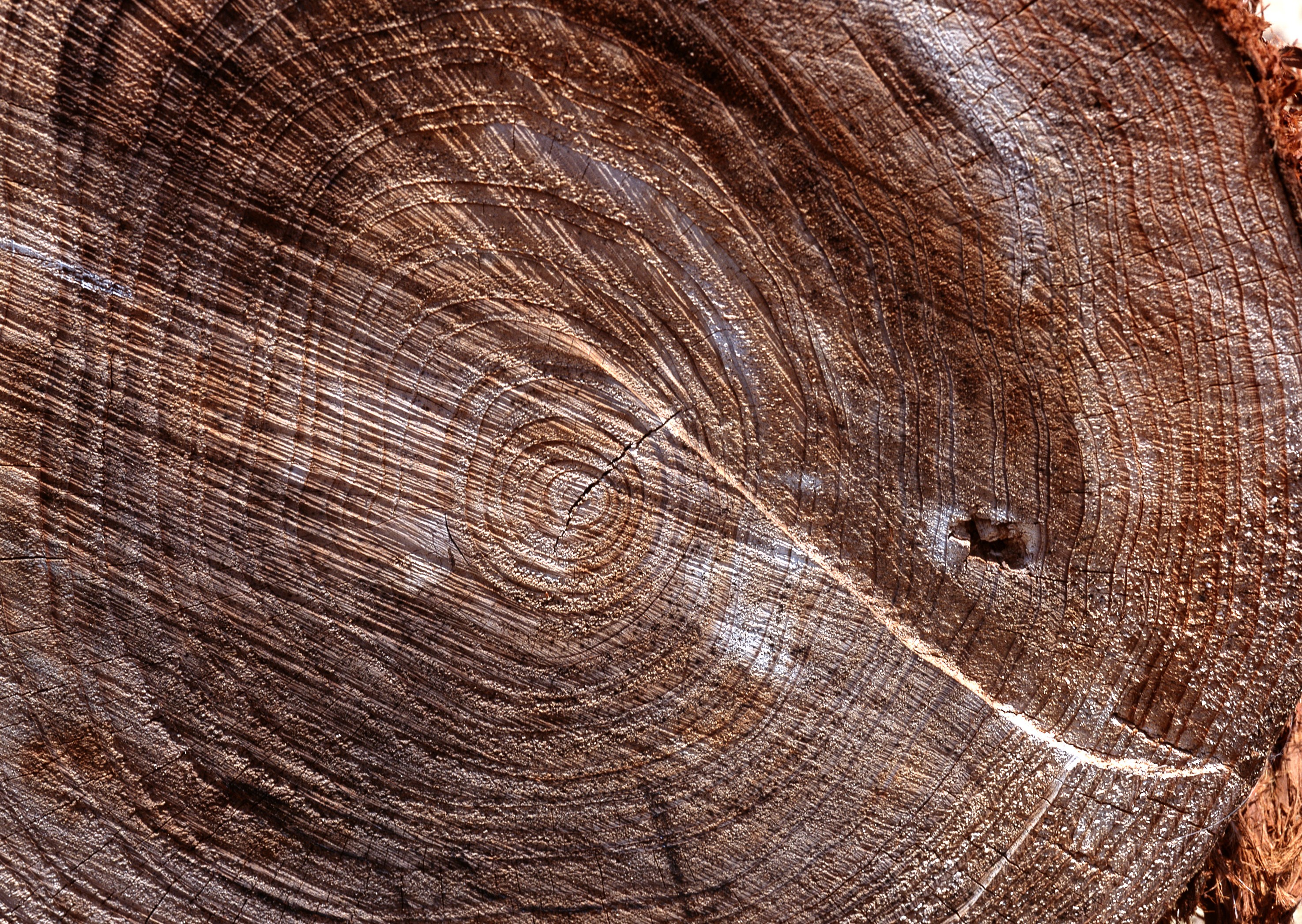 tree ring cross-section