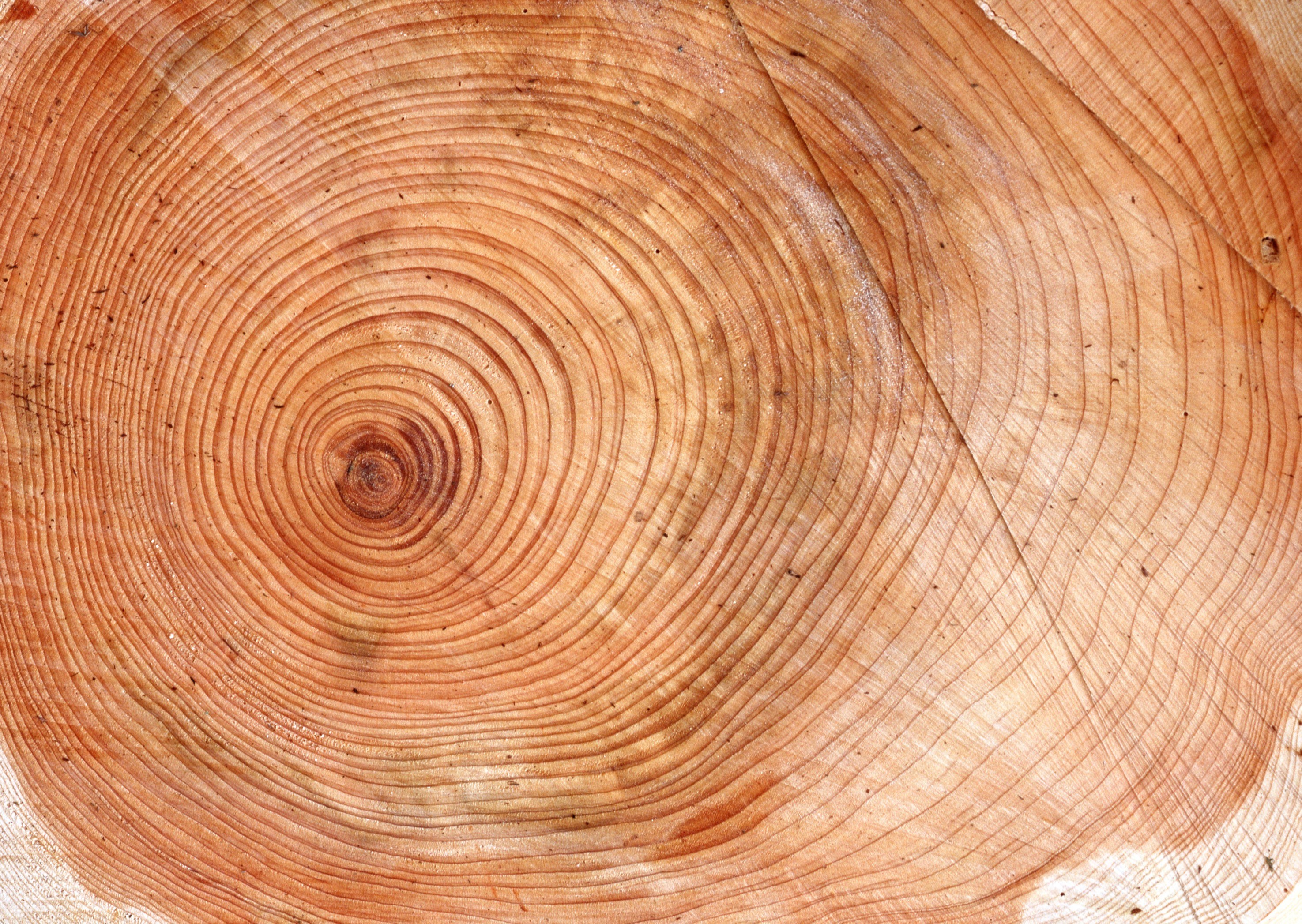 tree ring cross-section