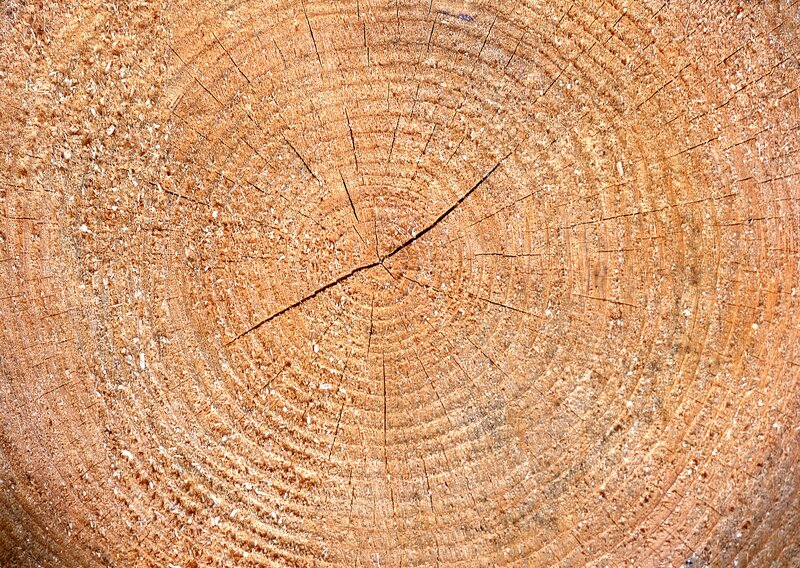 tree ring cross-section