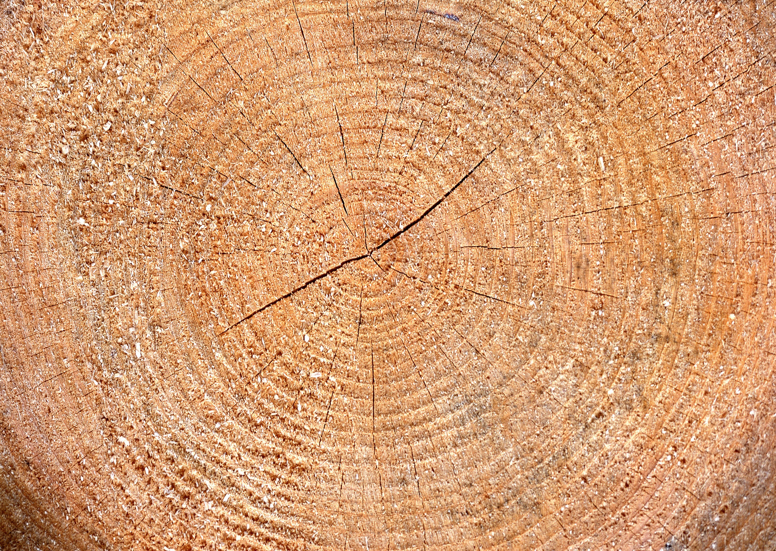 tree ring cross-section