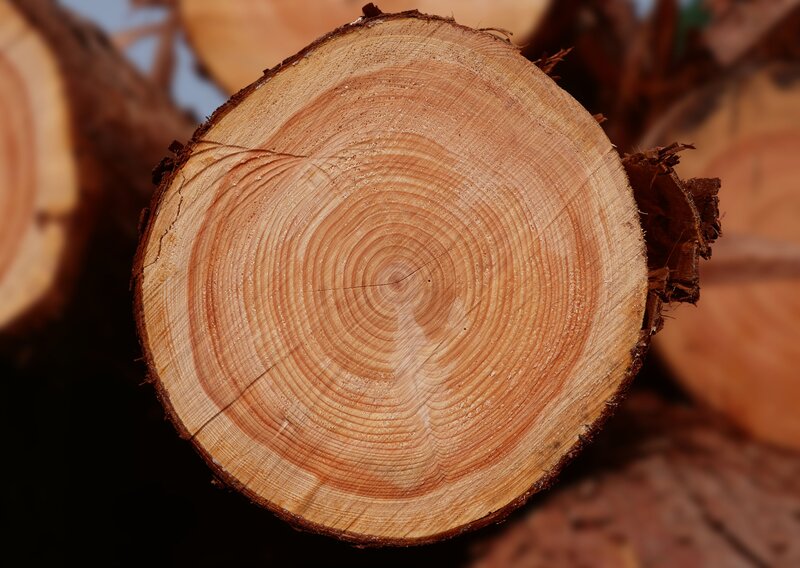 tree ring cross-section