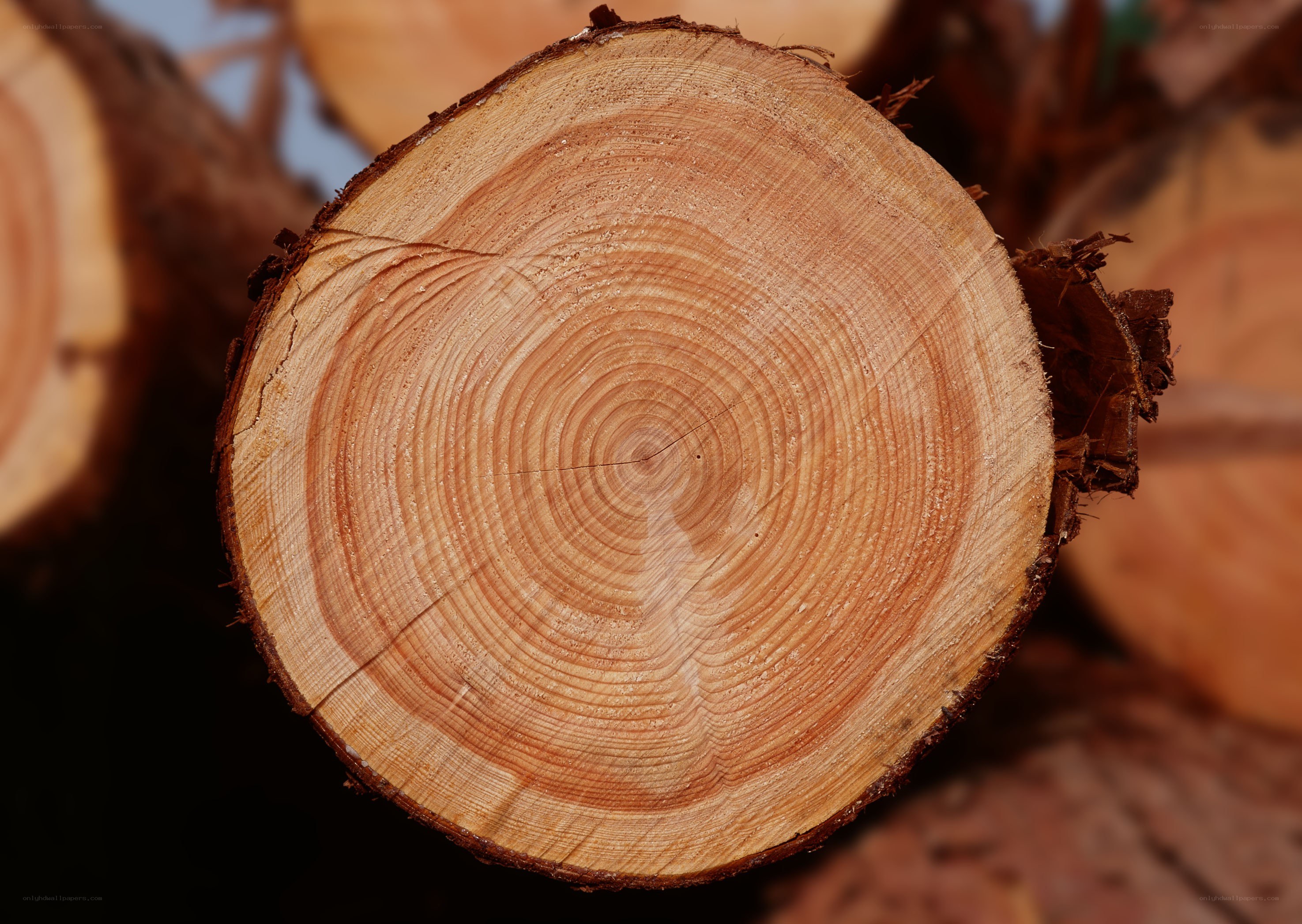 tree ring cross-section