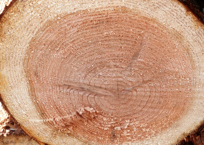 tree ring cross-section