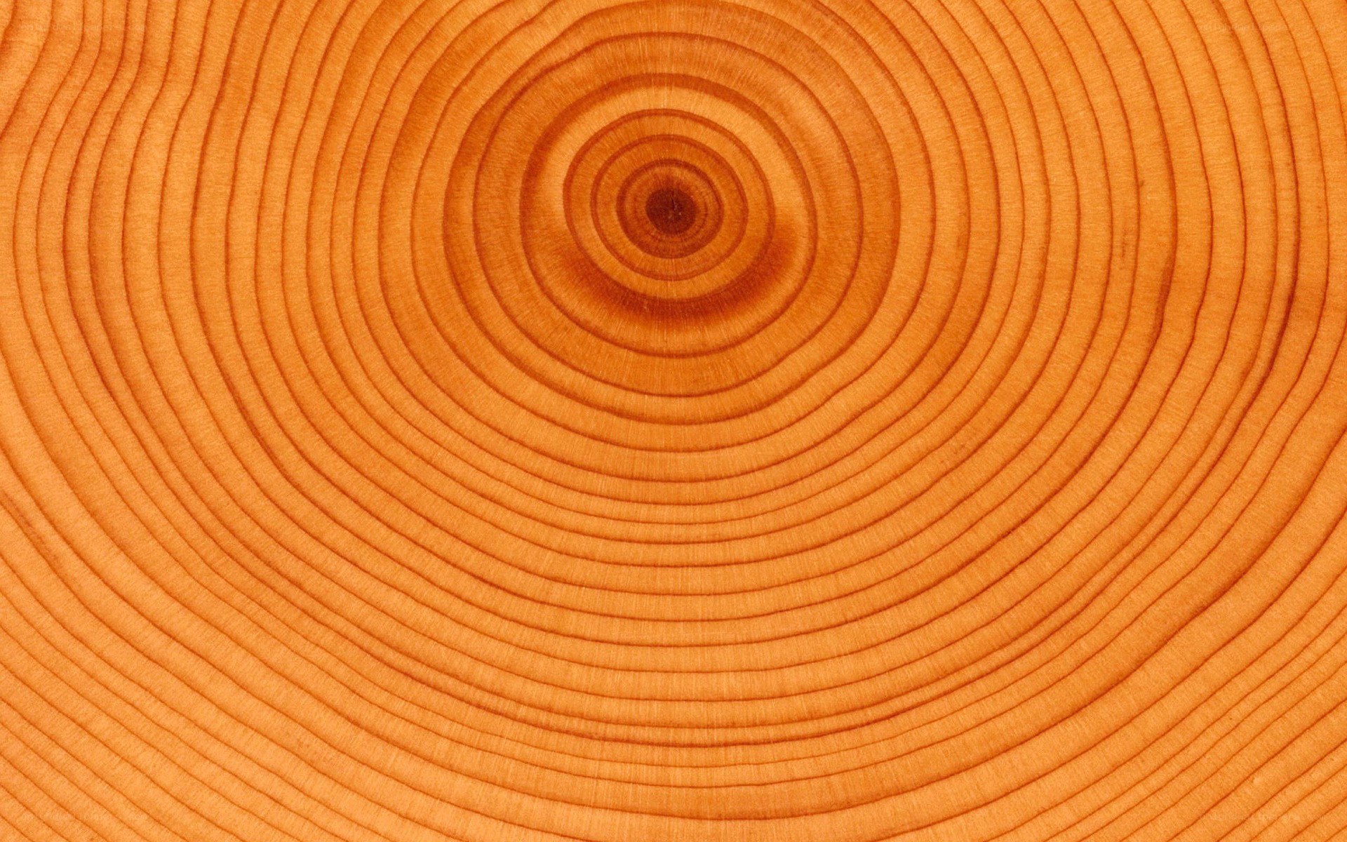 tree ring cross-section