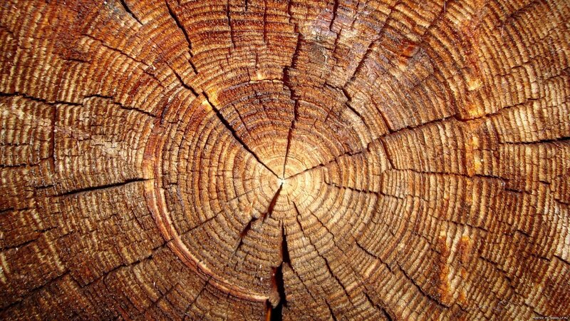tree ring cross-section