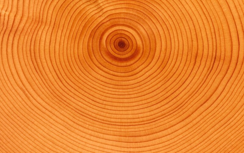 tree ring cross-section