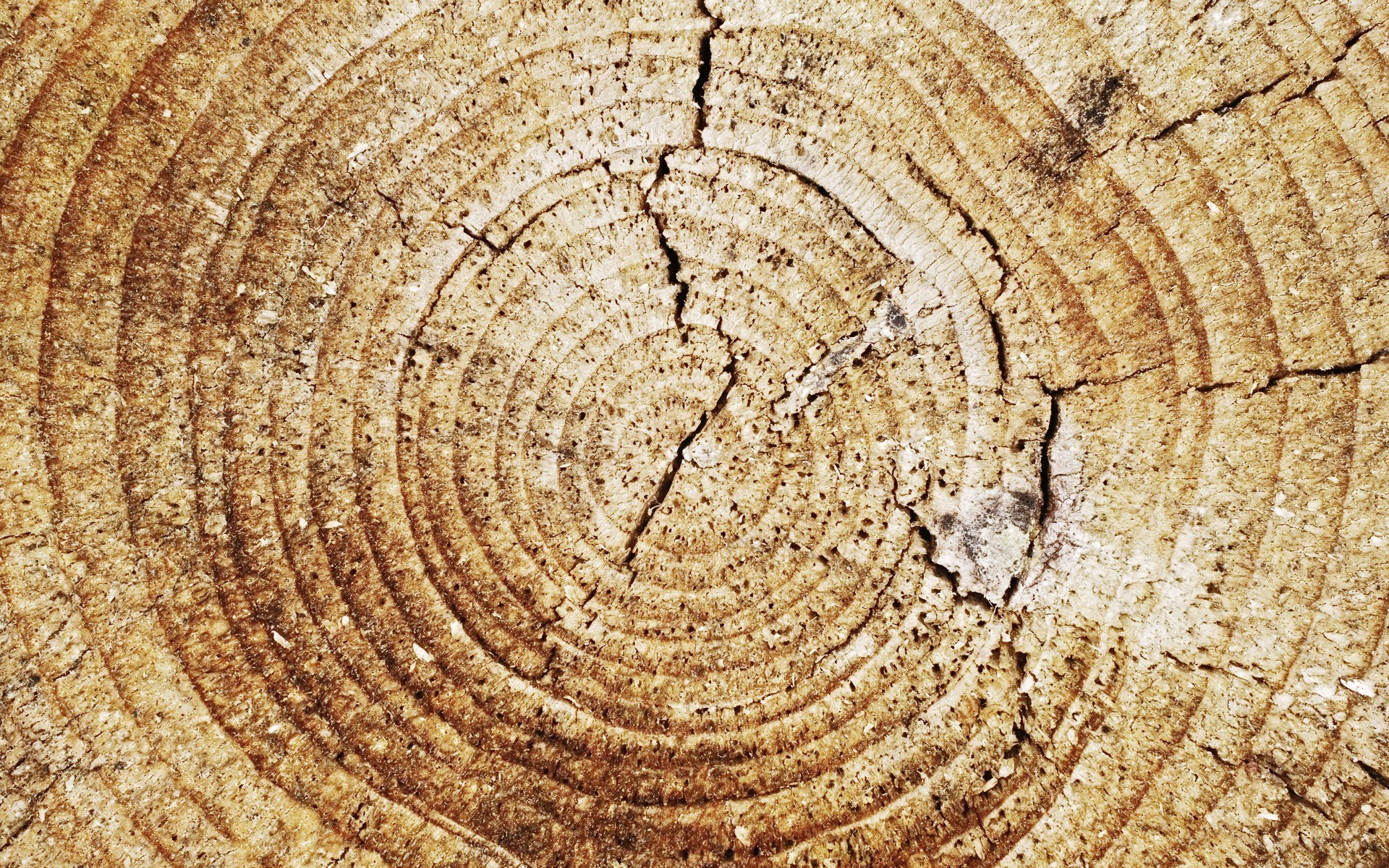 tree ring cross-section