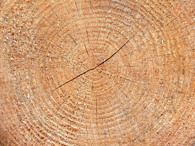 tree ring cross-section