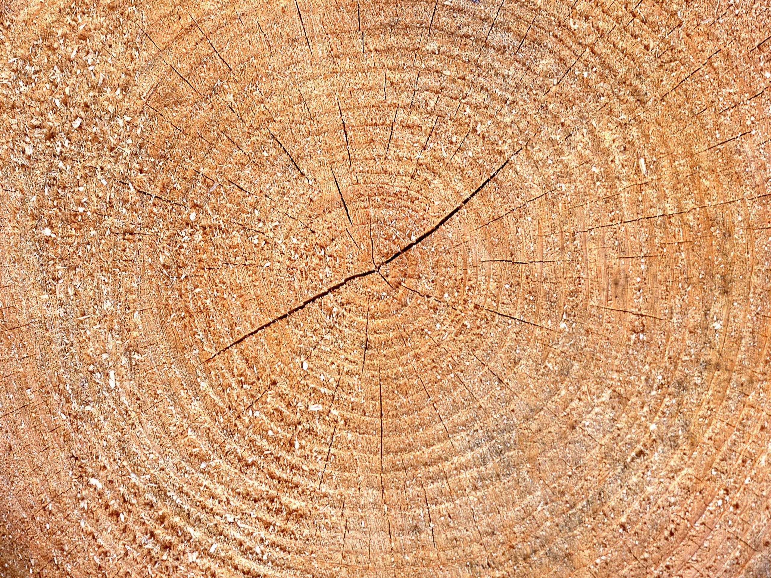 tree ring cross-section