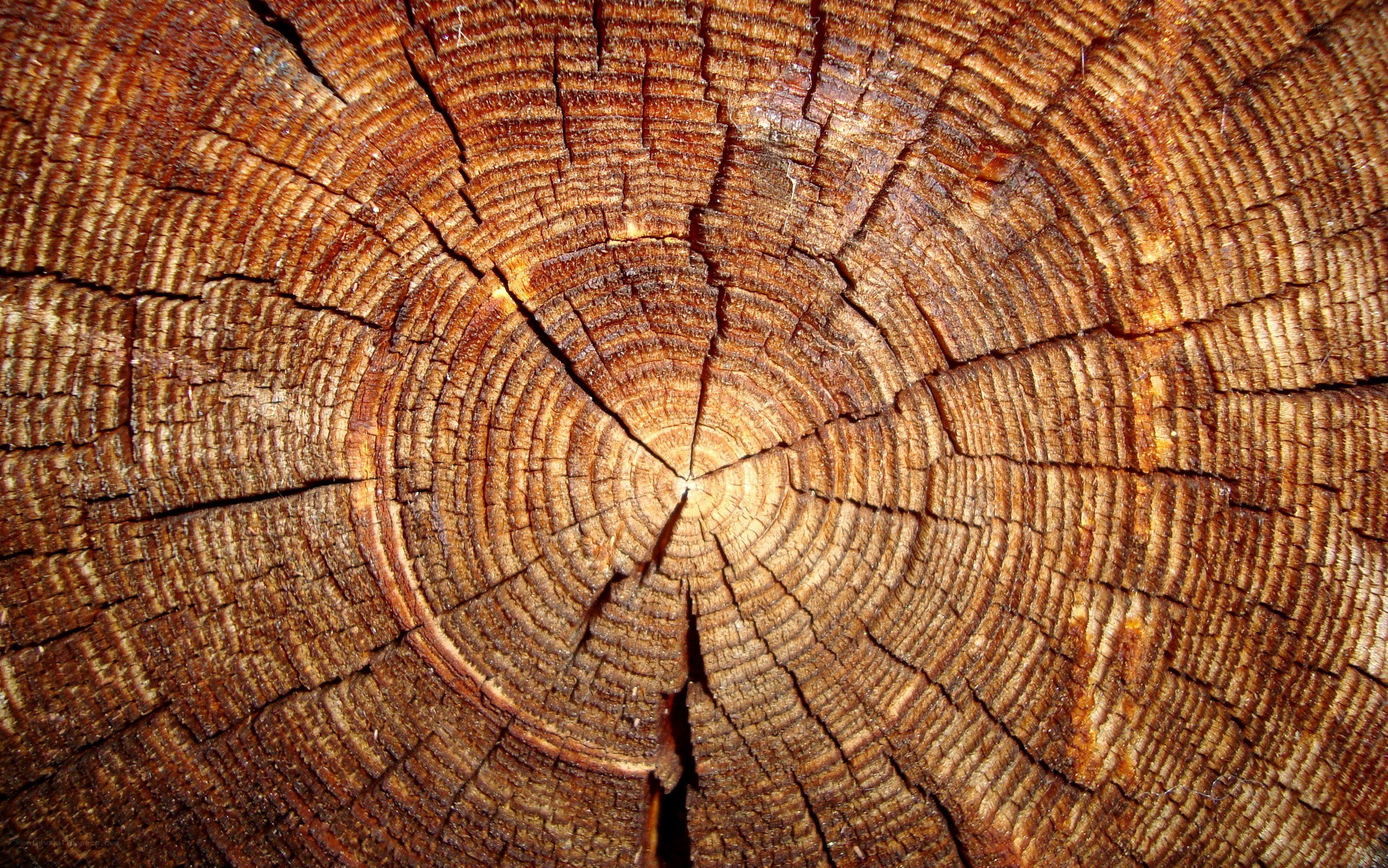 tree ring cross-section