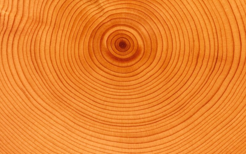 tree ring cross-section