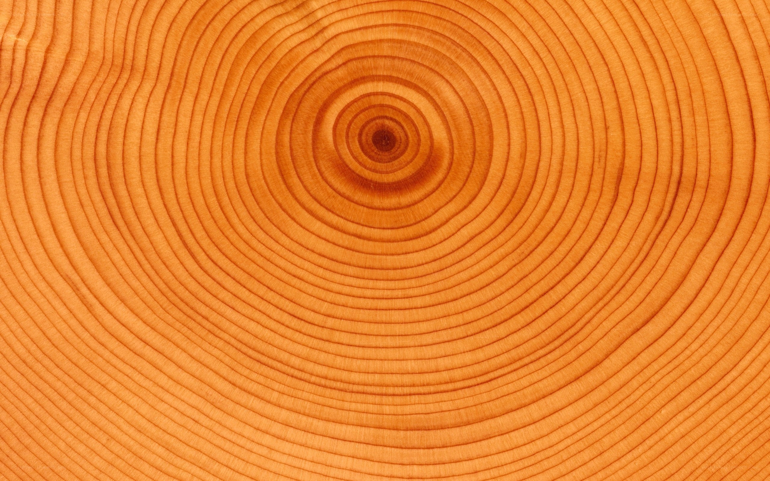tree ring cross-section
