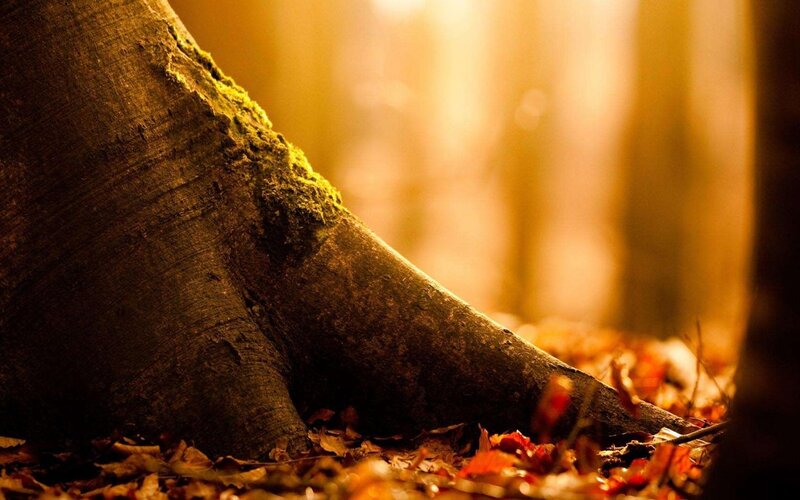 tree root in autumn forest