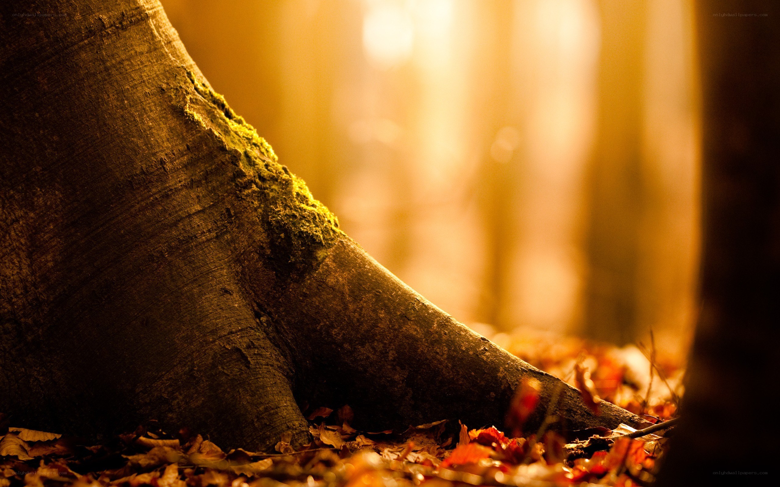 tree root in autumn forest