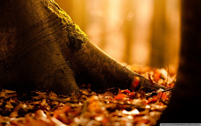 Tree Root in Autumn Leaves
