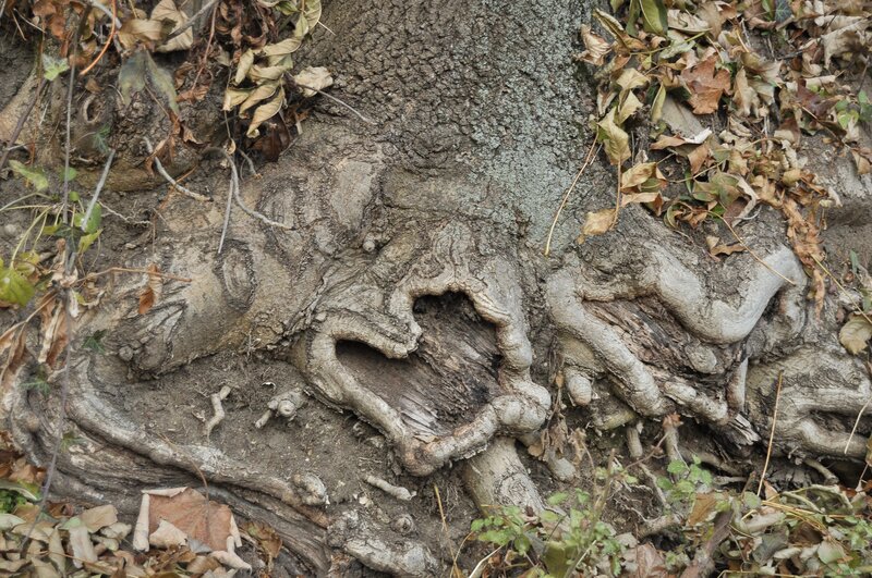tree root with heart shape