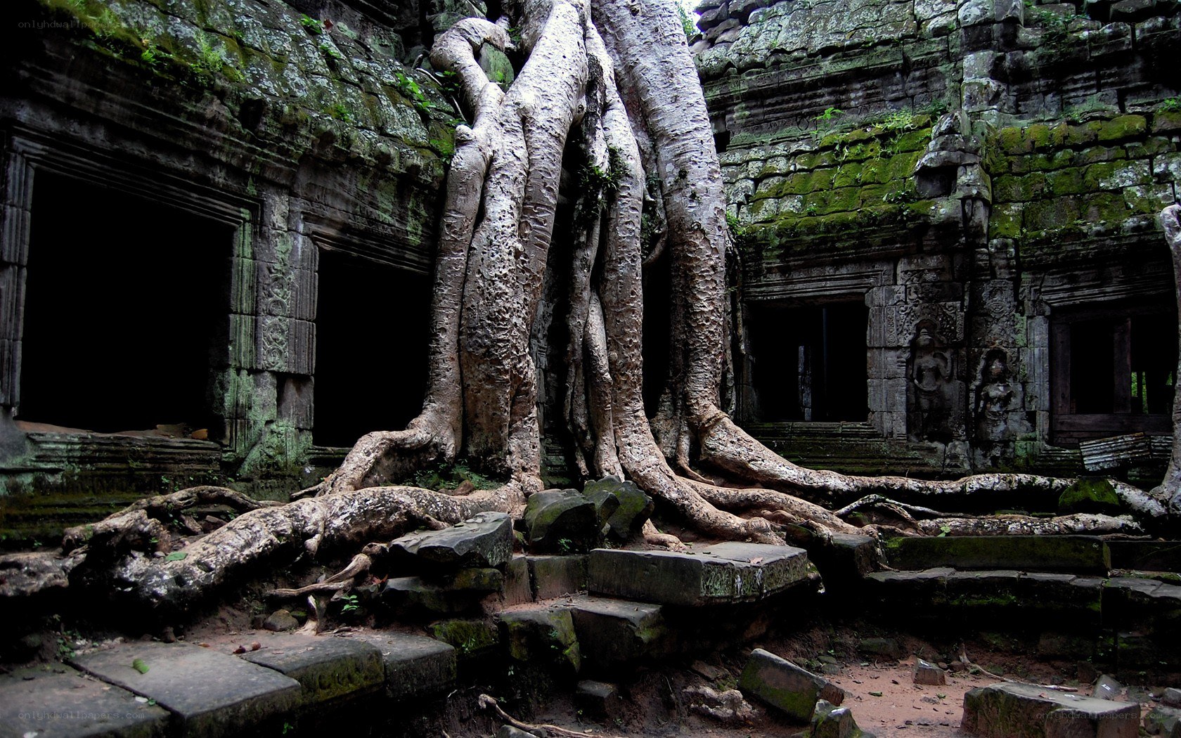 Tree roots at ancient temple