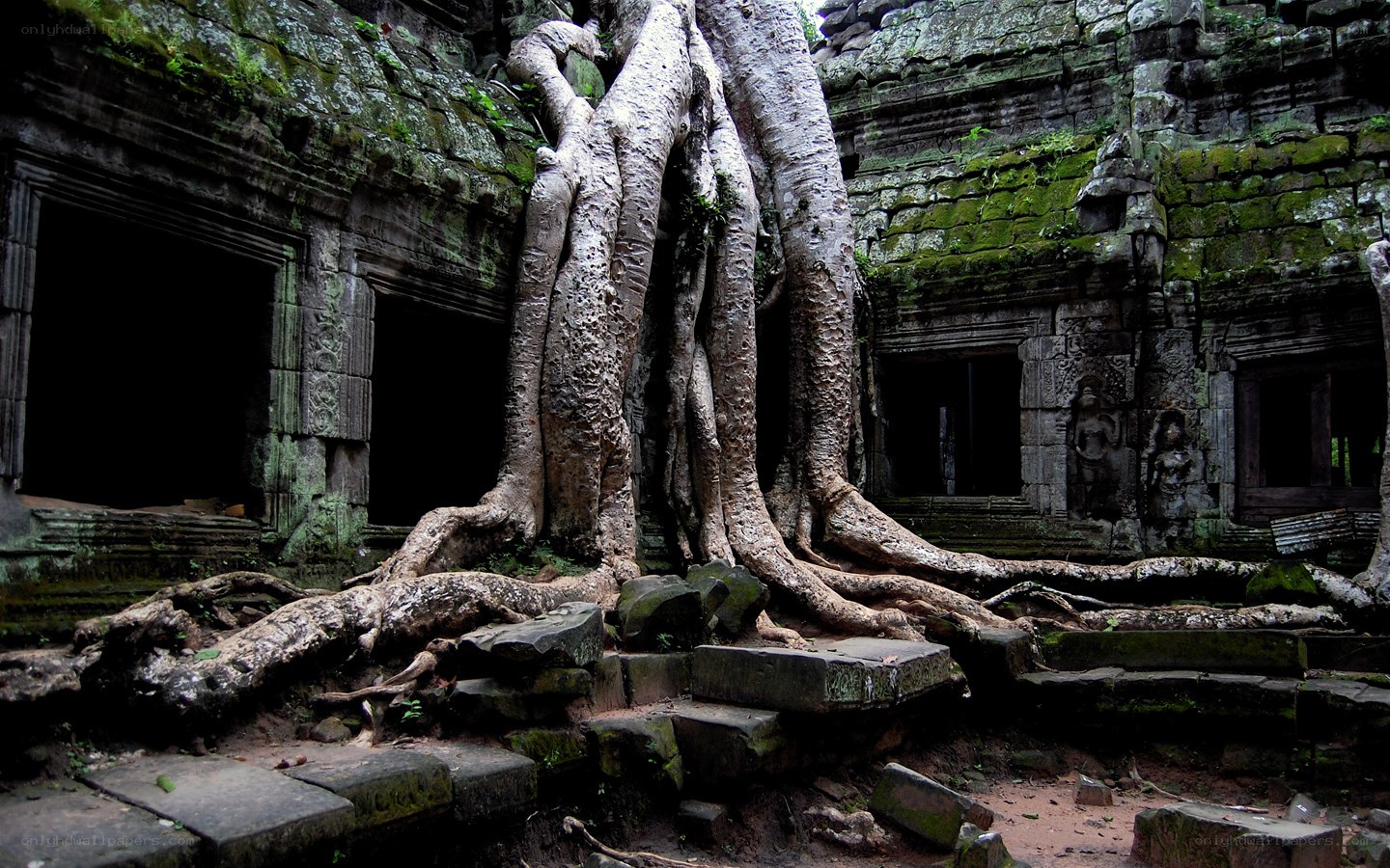 Tree roots at ancient temple