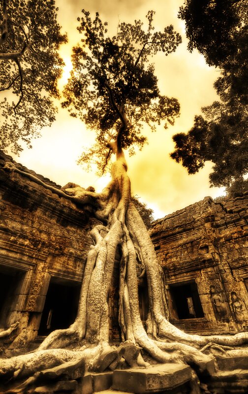 Tree roots at Angkor Wat