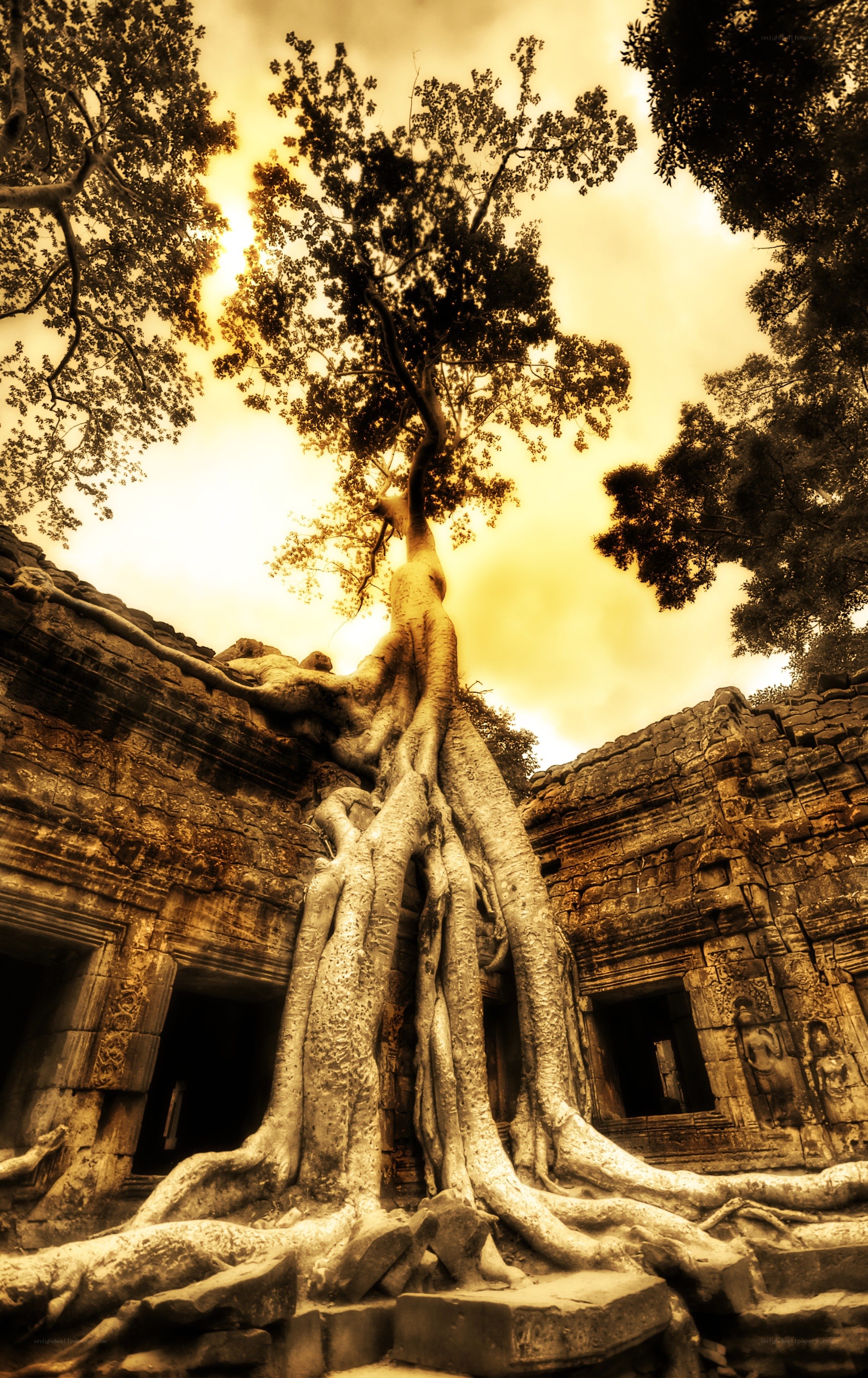 Tree roots at Angkor Wat
