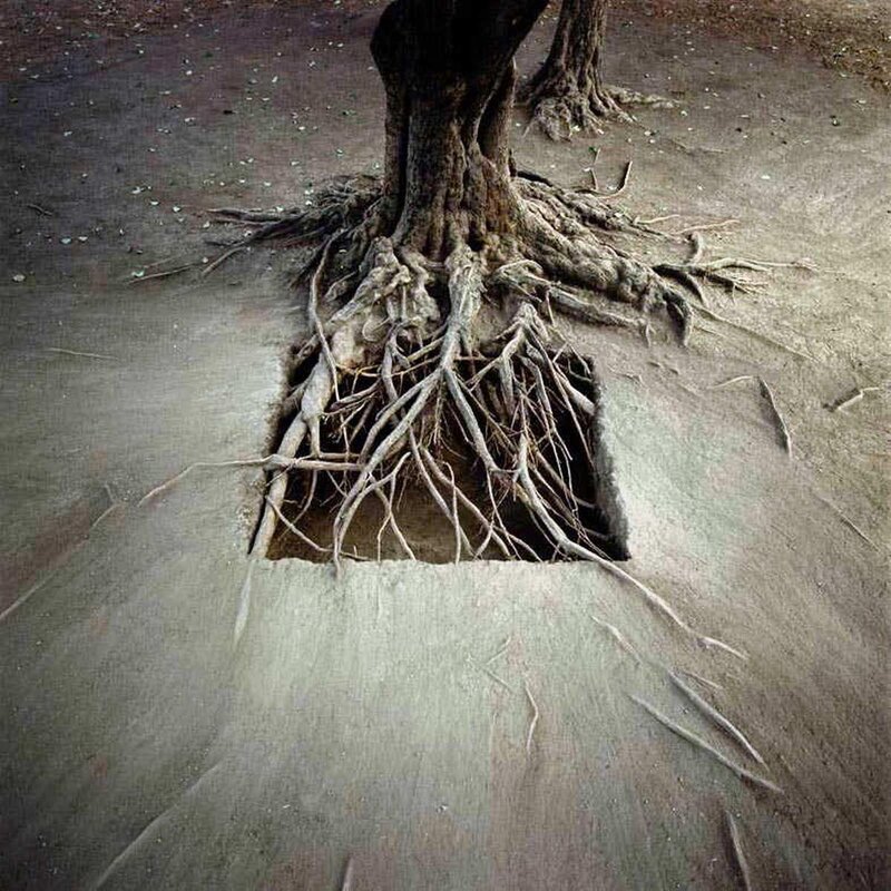 Tree roots breaking through pavement