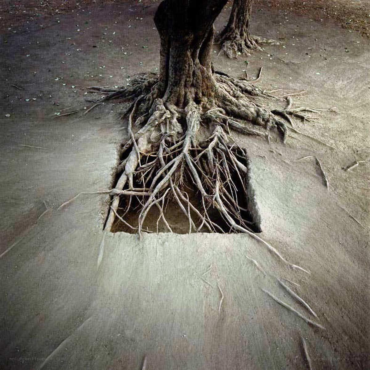 Tree roots breaking through pavement