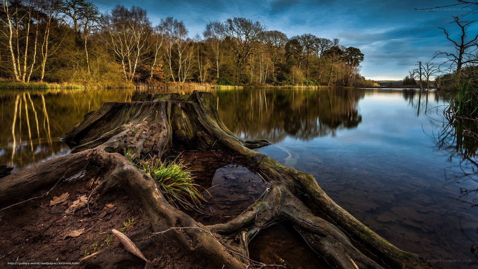 Tree roots by a calm lake