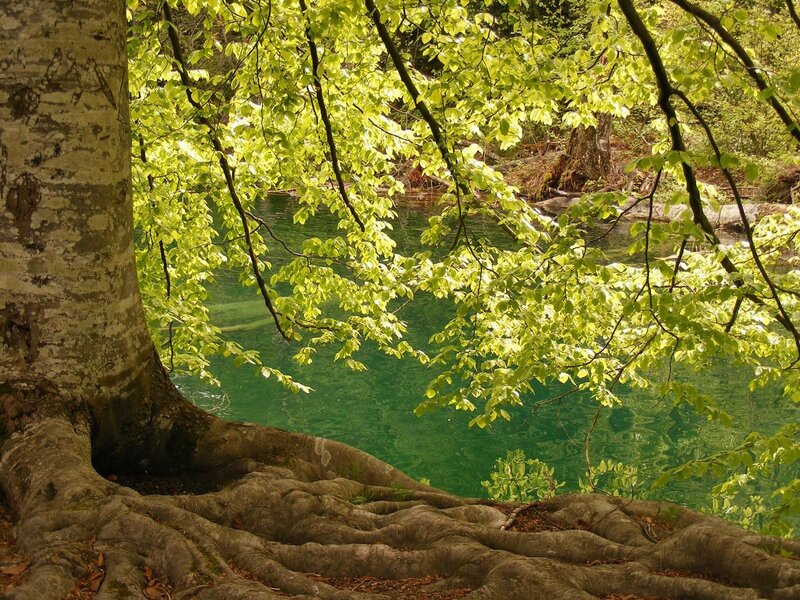 Tree roots by a forest stream