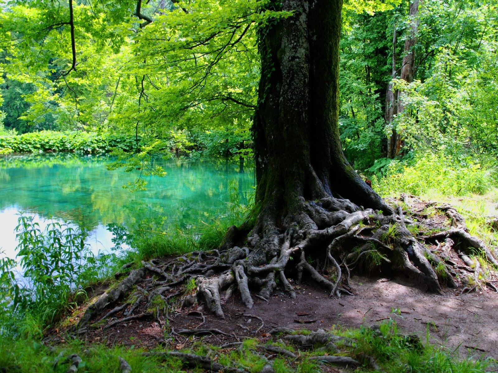 Tree roots by a turquoise lake