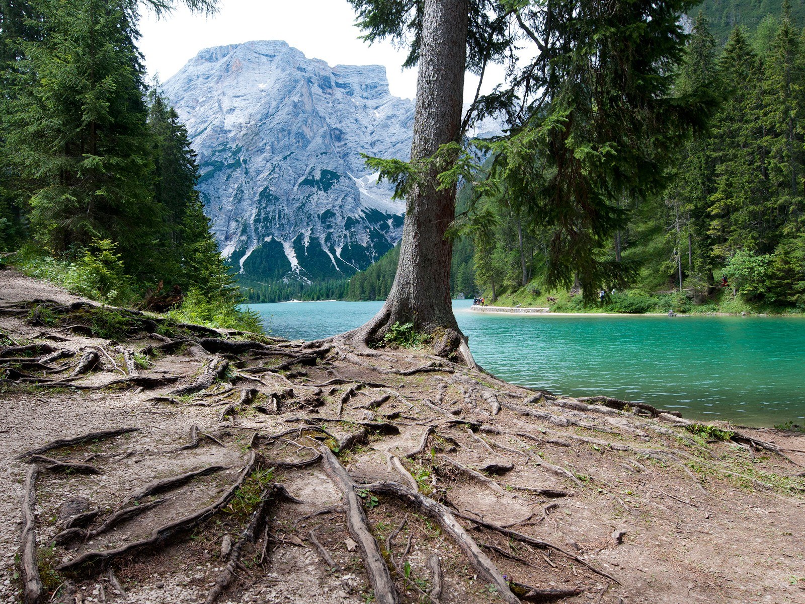 Tree roots by a turquoise lake