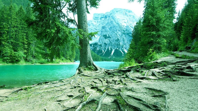 Tree Roots by Lake — Green, Serene