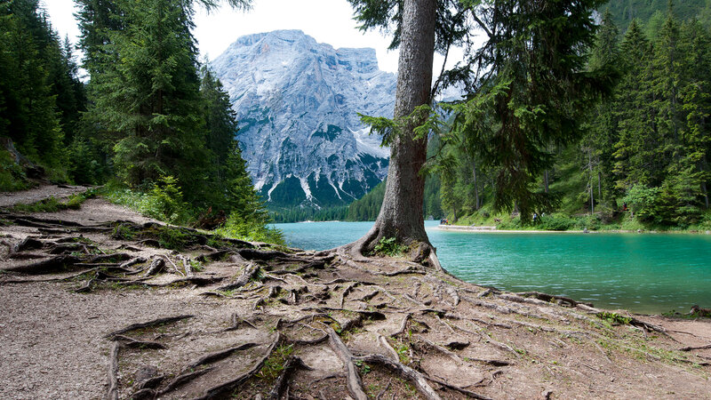 Tree Roots by Lake — Green