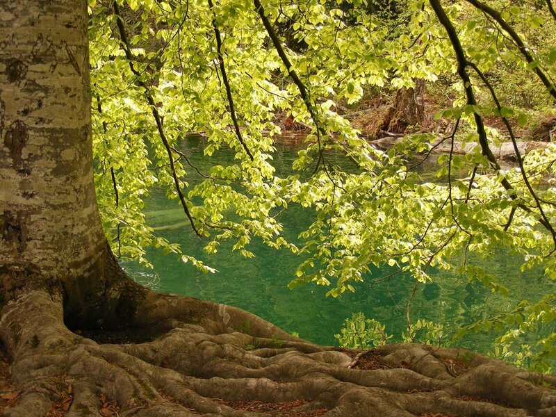 Tree Roots by River