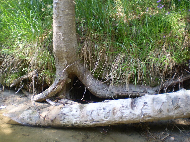 Tree Roots by Riverbank