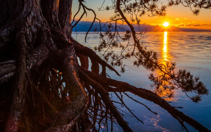 Tree Roots by Water