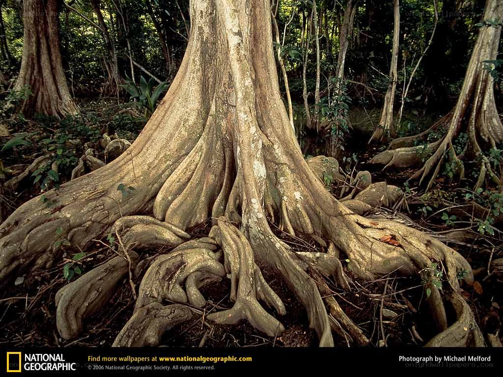 Tree roots in a forest