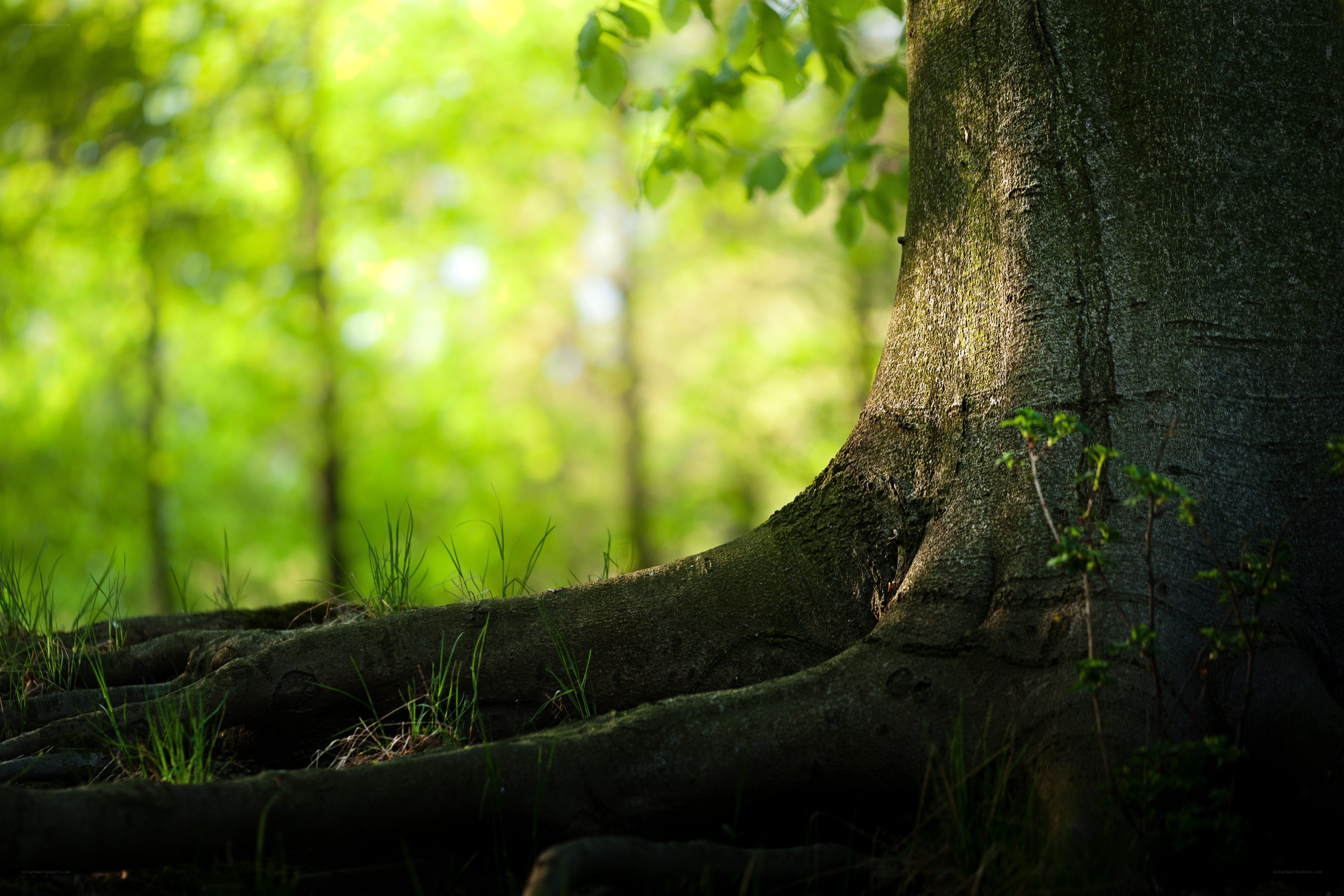Tree roots in a sunlit forest