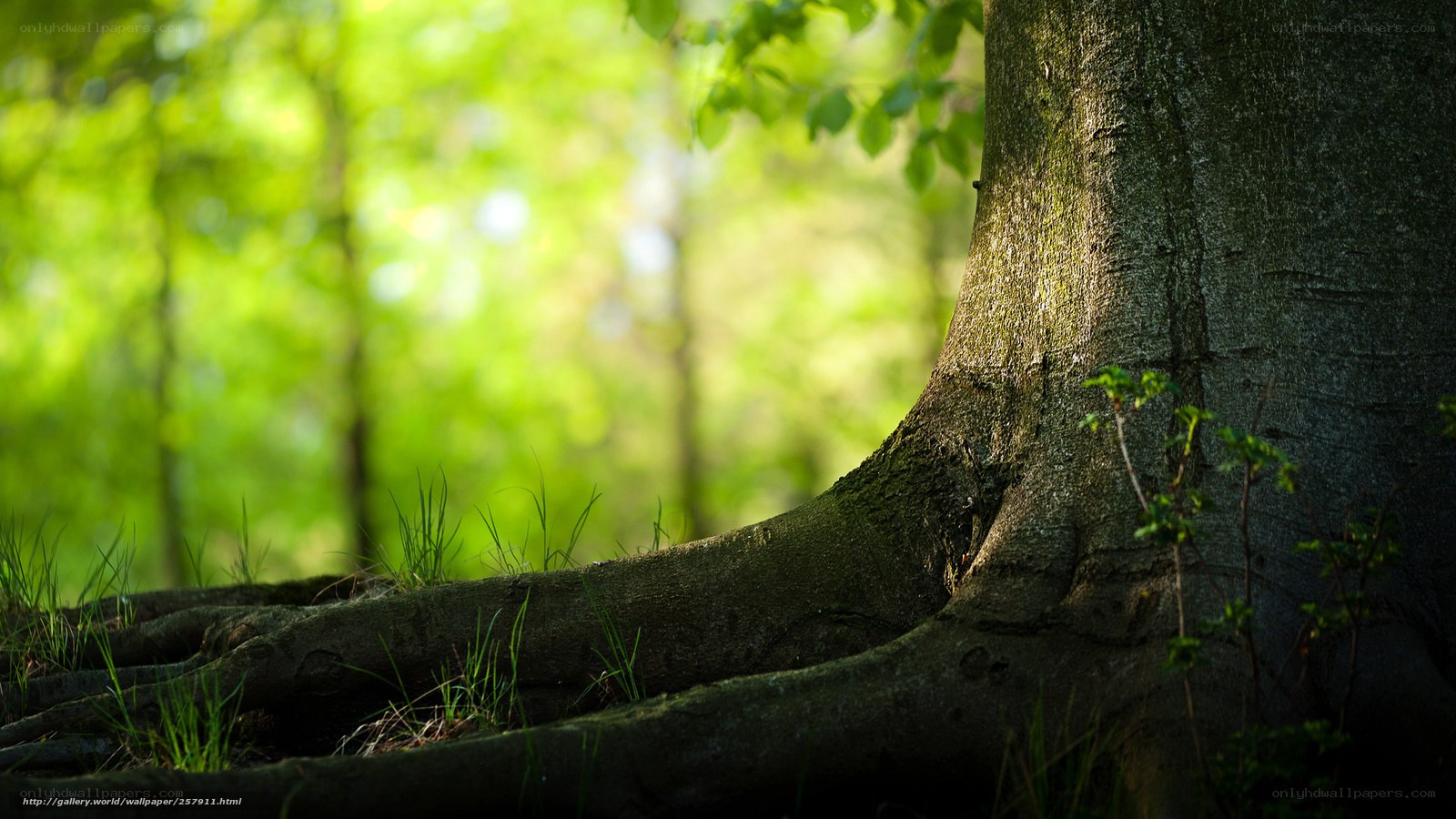 Tree roots in a sunlit forest