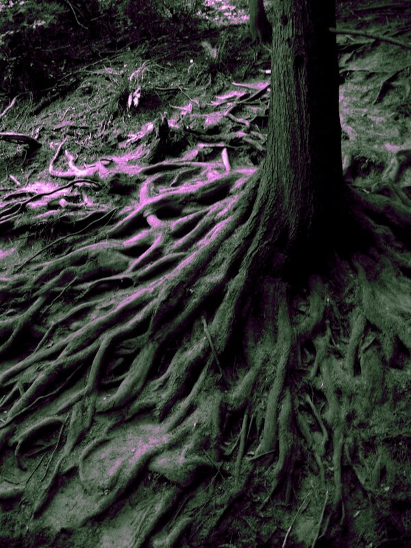 Tree roots in forest