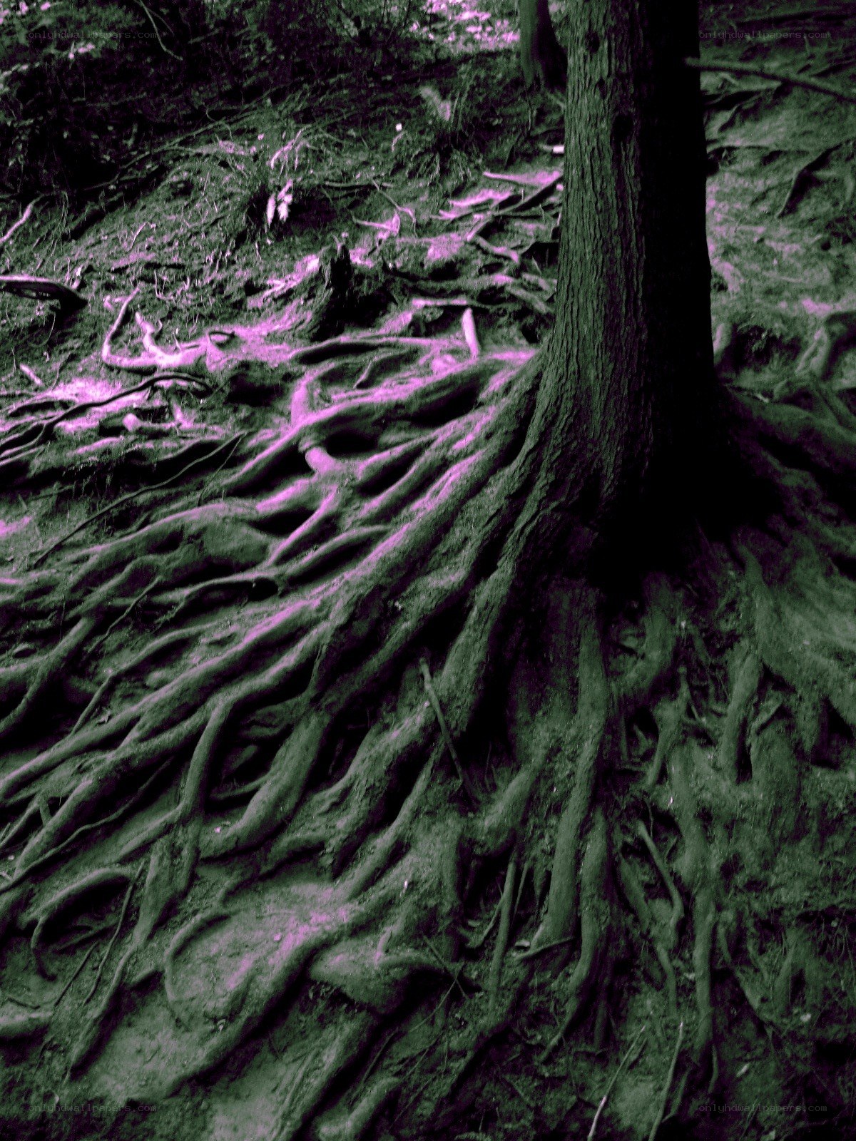 Tree roots in forest