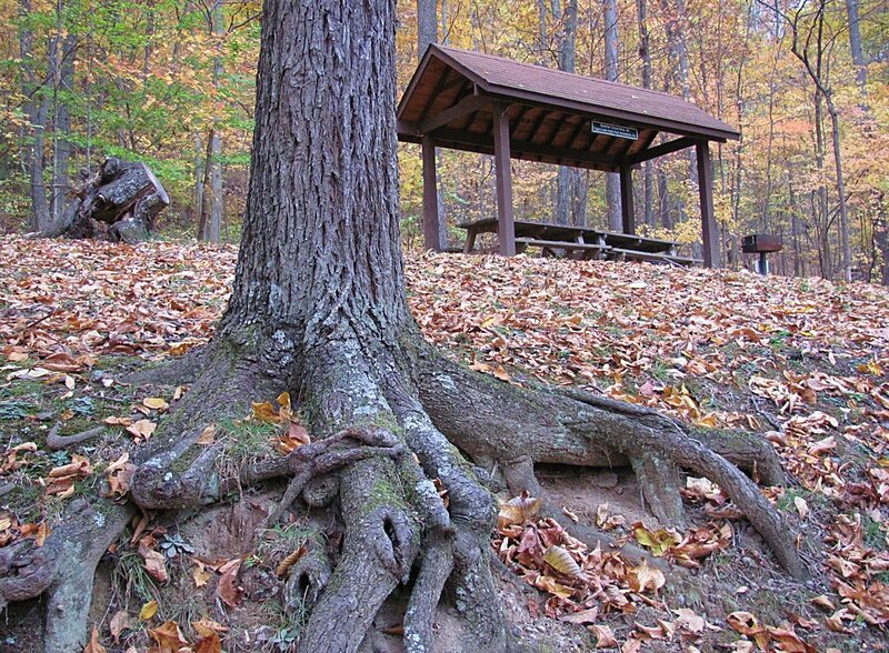 Tree Roots in Forest — Brown