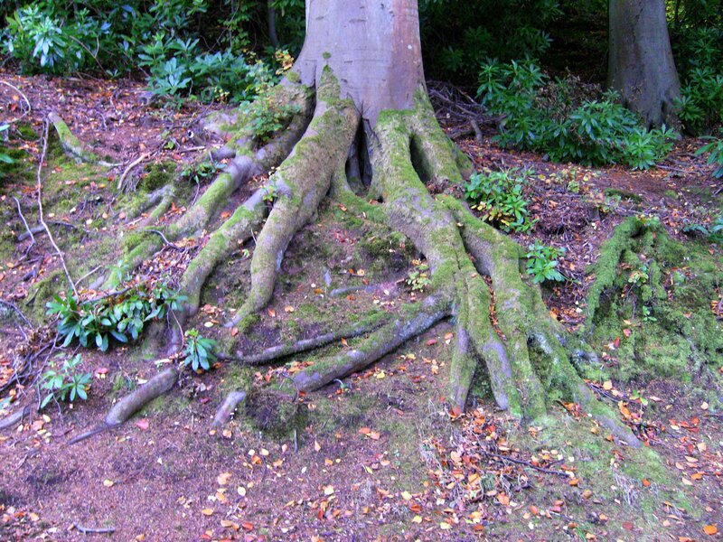 Tree Roots in Forest — Green, Natural