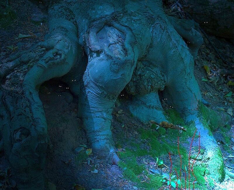 Tree Roots in Forest — Green
