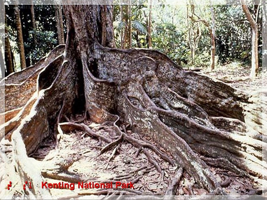 Tree roots in Kenting National Park