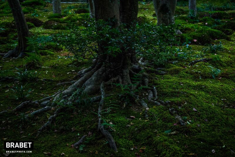 Tree Roots in Moss