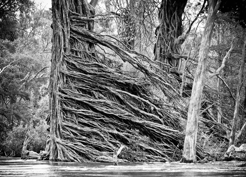Tree Roots in River