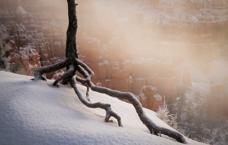 Tree Roots in Snow