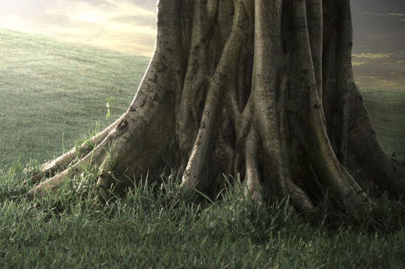 Tree roots on a grassy hill